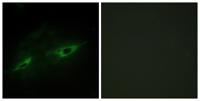 Cadherin-22 Polyclonal Antibody