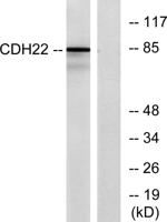 Cadherin-22 Polyclonal Antibody