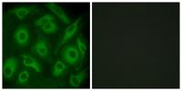 Cadherin-23 Polyclonal Antibody