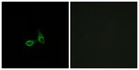 Cadherin-24 Polyclonal Antibody