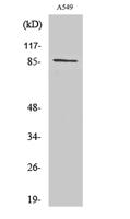 Cadherin-7 Polyclonal Antibody
