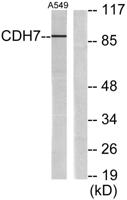 Cadherin-7 Polyclonal Antibody
