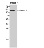 Cadherin-8 Polyclonal Antibody