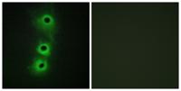 Cadherin-8 Polyclonal Antibody
