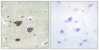 Cadherin-8 Polyclonal Antibody