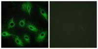 Cadherin-9 Polyclonal Antibody