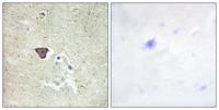 Cadherin-9 Polyclonal Antibody