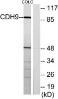 Cadherin-9 Polyclonal Antibody