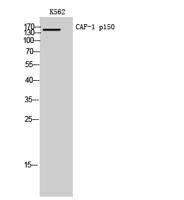 CAF-1 p150 Polyclonal Antibody