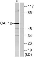 CAF-1 p60 Polyclonal Antibody