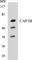 CAF-1 p60 Polyclonal Antibody