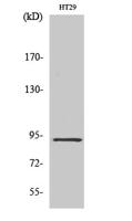 CAGE-1 Polyclonal Antibody