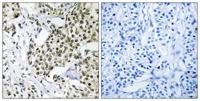 CAGE-1 Polyclonal Antibody