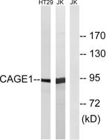 CAGE-1 Polyclonal Antibody