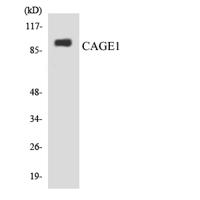 CAGE-1 Polyclonal Antibody