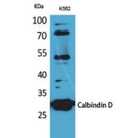 Calbindin D28K Polyclonal Antibody