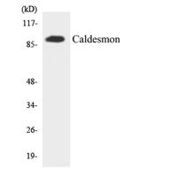 Caldesmon Polyclonal Antibody