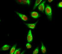 Calmodulin Polyclonal Antibody
