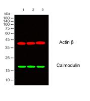 Calmodulin Polyclonal Antibody