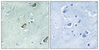 Calmodulin Polyclonal Antibody