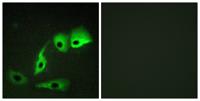 Calmodulin Polyclonal Antibody