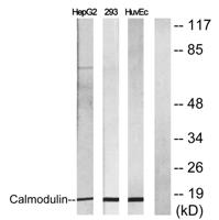 Calmodulin Polyclonal Antibody