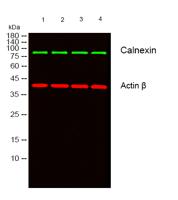 Calnexin Polyclonal Antibody