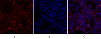Calnexin Polyclonal Antibody