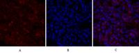 Calnexin Polyclonal Antibody