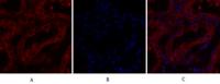 Calnexin Polyclonal Antibody