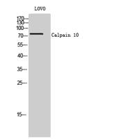 Calpain 10 Polyclonal Antibody