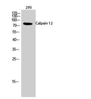 Calpain 12 Polyclonal Antibody