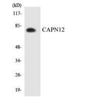 Calpain 12 Polyclonal Antibody