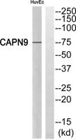 Calpain 9 Polyclonal Antibody