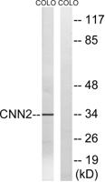 Calponin 2 Polyclonal Antibody