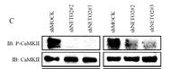 CaMKIIα/δ Polyclonal Antibody