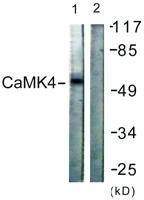CaMKIV Polyclonal Antibody
