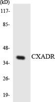 CAR Polyclonal Antibody