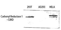 Carbonyl Reductase 1 Polyclonal Antibody