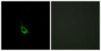 CARD 10 Polyclonal Antibody