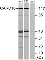 CARD 10 Polyclonal Antibody