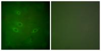 CARD 6 Polyclonal Antibody
