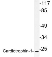 Cardiotrophin-1 Polyclonal Antibody