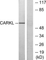 CARKL Polyclonal Antibody