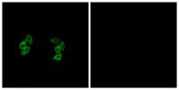 Casein Kinase I α1/1L Polyclonal Antibody
