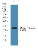 Casein Kinase I α1/1L Polyclonal Antibody