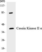 Casein Kinase IIα Polyclonal Antibody
