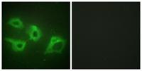 Casein Kinase Iα Polyclonal Antibody