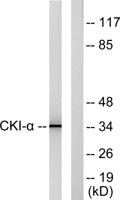Casein Kinase Iα Polyclonal Antibody
