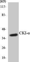 Casein Kinase Iα Polyclonal Antibody